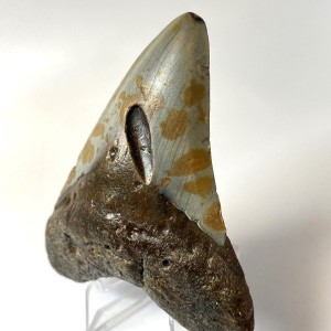 Megalodon Tęczowy Ząb - Rekin Gigant Skamieniały Ząb rekina Unikatowe Ślady na koronie