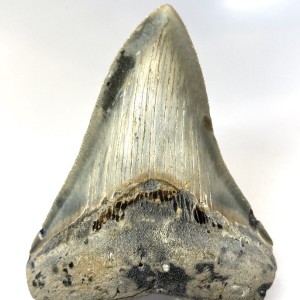 Megalodon Biało Błętkitny Ząb - Rekin Gigant Skamieniały Ząb rekina