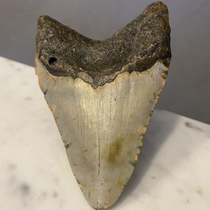 Megalodon Biały Idealny Ząb - Rekin Gigant Skamieniały Ząb rekina Muzealny 97 mm