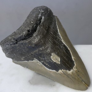 Megalodon Dwubarwny Idealny Ząb - Rekin Gigant Skamieniały Ząb rekina Muzealny 82 mm